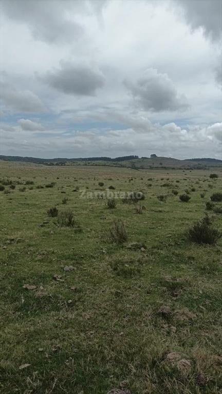 Establecimiento Ganadero I Cerro Largo I Ha: 950. IC:85.