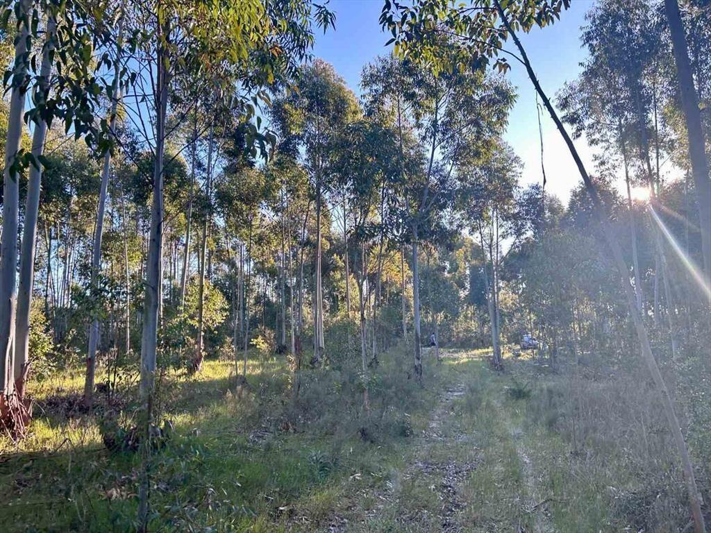 Terreno en Estación la Floresta 4,9 hectáreas