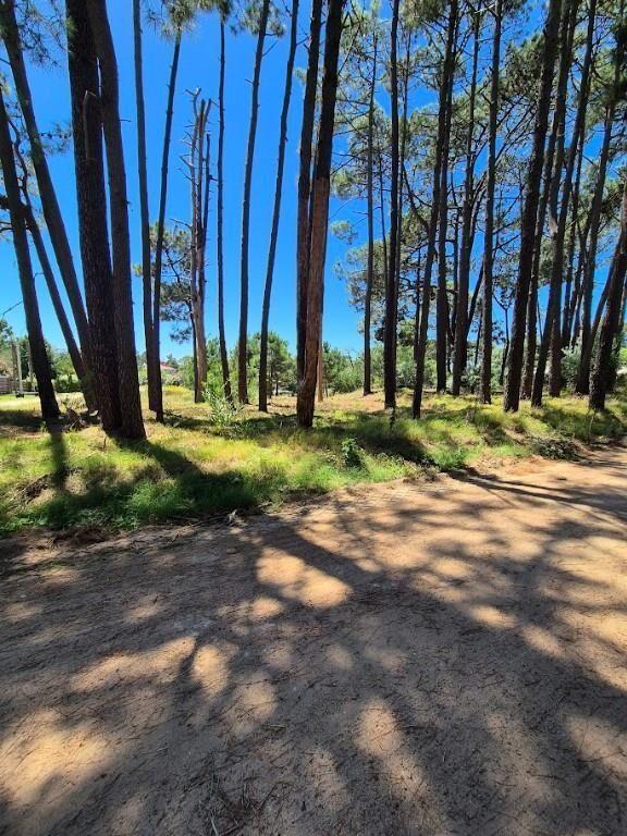 El Pinar Sur, terreno alto
