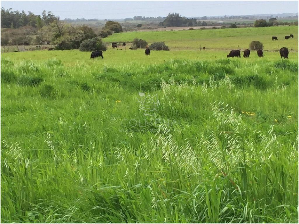 Chacras de 5 has en Punta Ballena en Venta