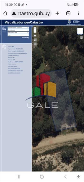 Lote chihuahua