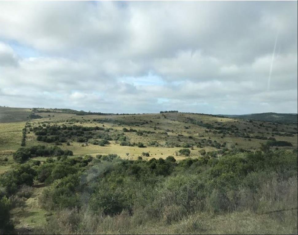 Buen campo forestal ganadero criador en 33 y Cerro Largo