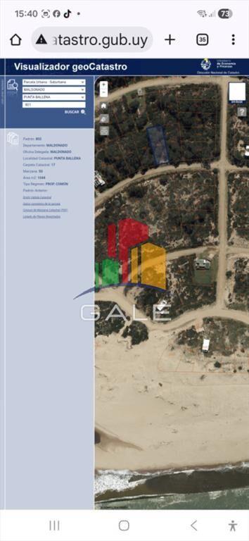Lote chihuahua