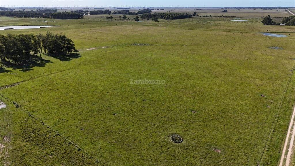 Estancia Arrocera I Rocha I Ha: 1650 IC:56.