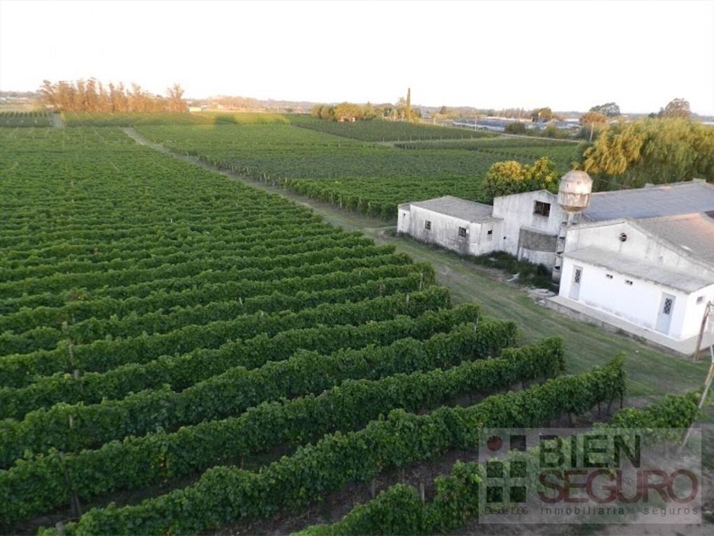 Gran terreno de 11,7 hás, Bodega, viñedo y 2 casas en venta