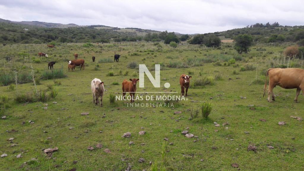 Campo en Aigua , Maldonado, 62 Hectáreas