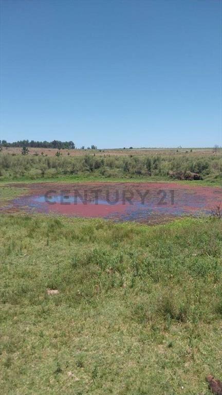 Campo Alambrado en San Jacinto, C/ Gran Tajamar, Zona alt...