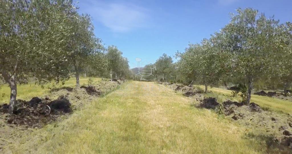 Campo de Olivos