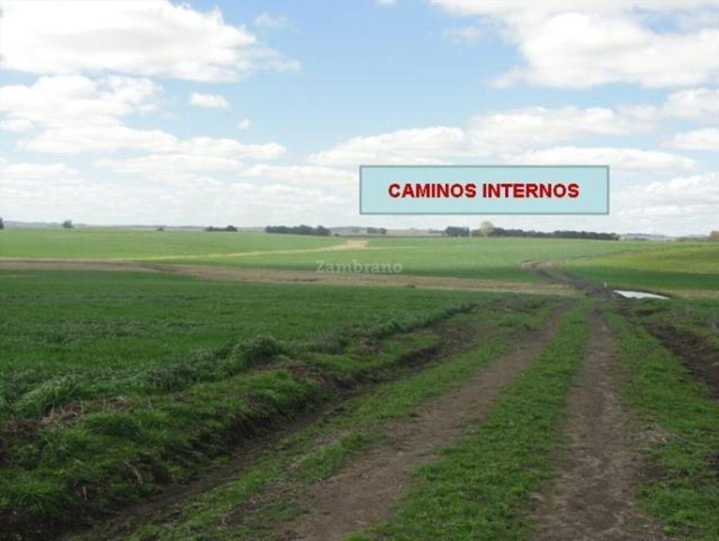 Estancia Agrícola Ganadera I Cerro Largo I Ha: 525. IC: 113