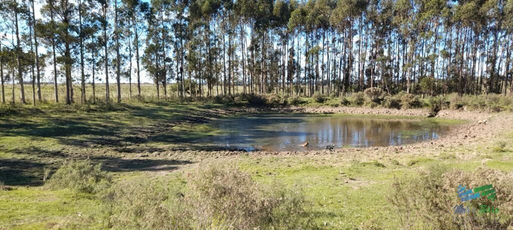 Buen campo agrícola, muy bien ubicado. 83 Has