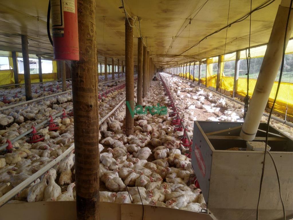 Venta Granja Avícola de 5,6 Has sobre ruta 11