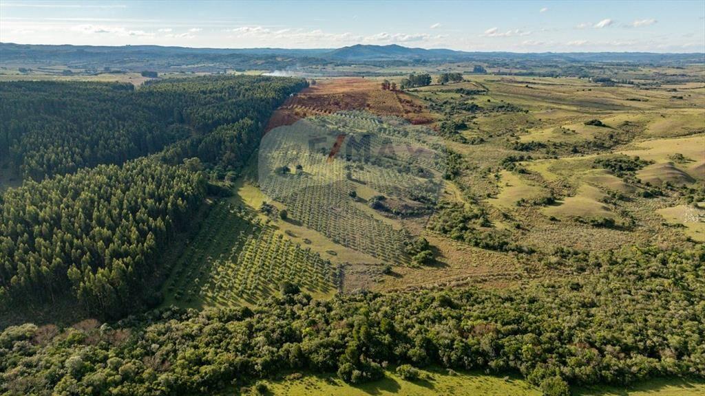 Venta de Campo con olivos en Rocha