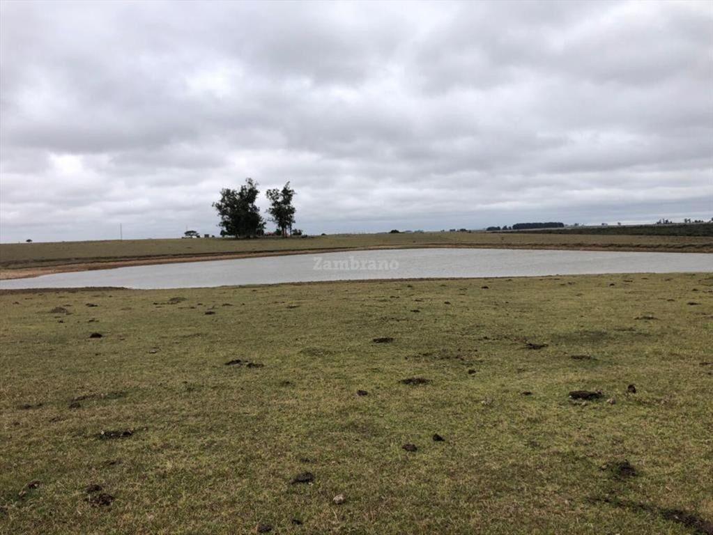 Establecimientos Ganadero Agrícolas I Cerro Largo I Ha: 650