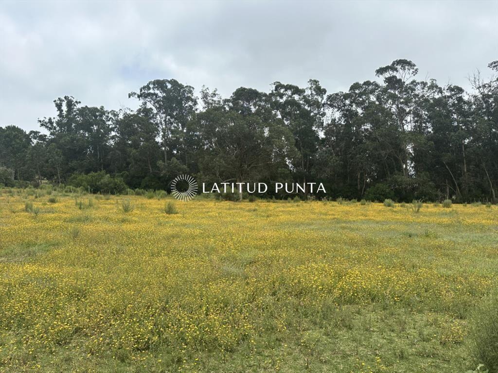 Chacra en zona La Pataia. Punta Ballena