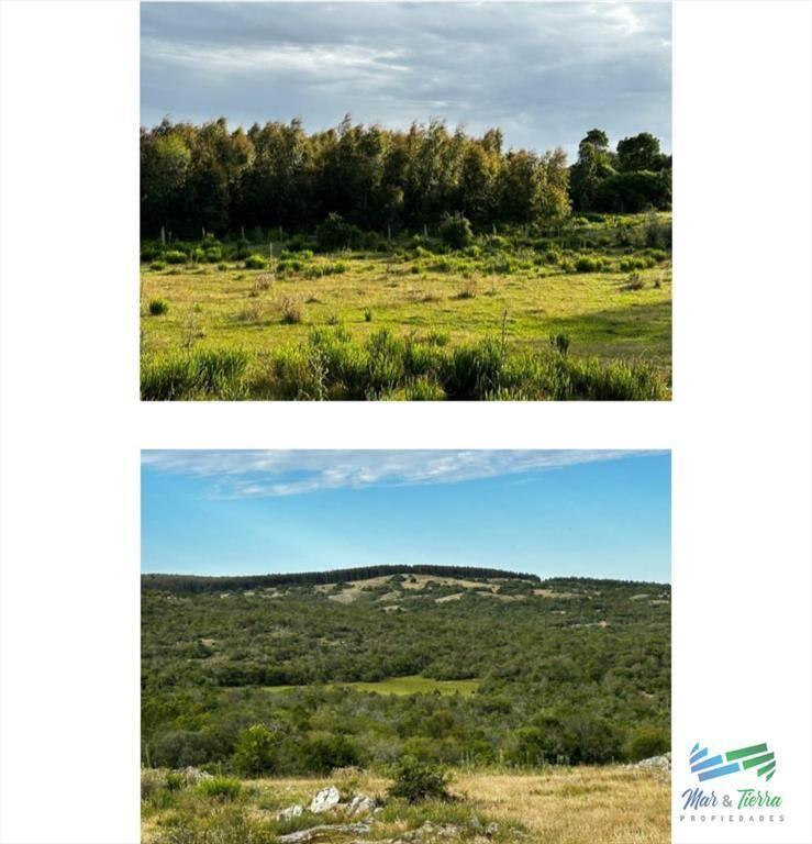 555 Has Campo Mixto Ganadero ? Forestal