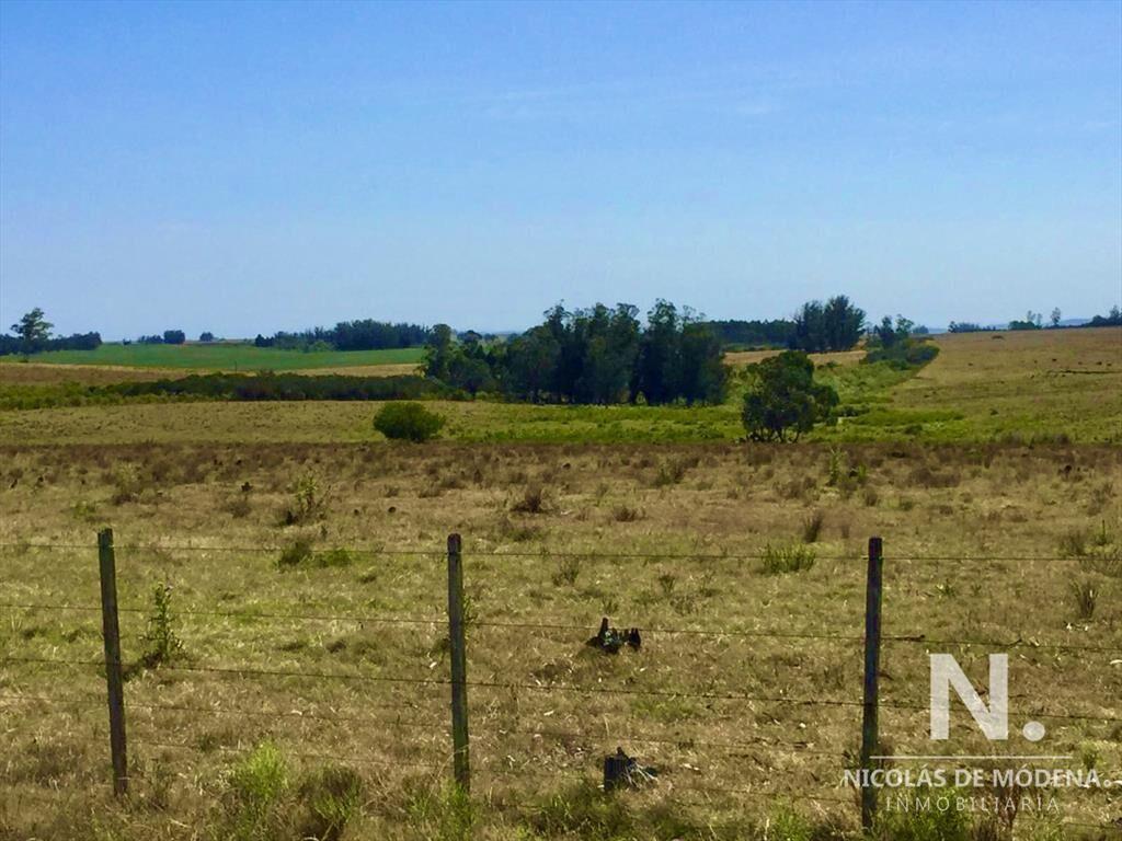Campo productivo en zona José Ignacio