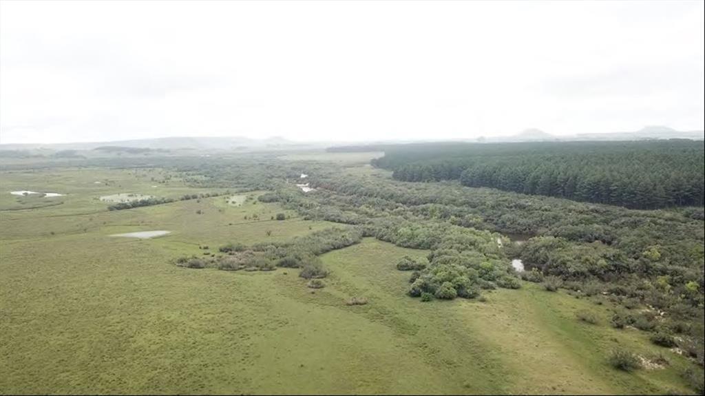 1.320 has - CAMPO GANADERO FORESTAL EN RIVERA