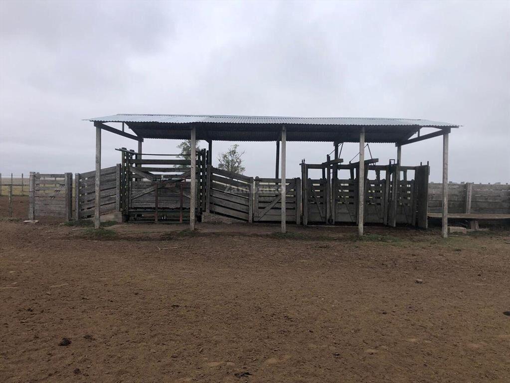 Establecimientos Ganadero Agrícolas I Cerro Largo I Ha: 650