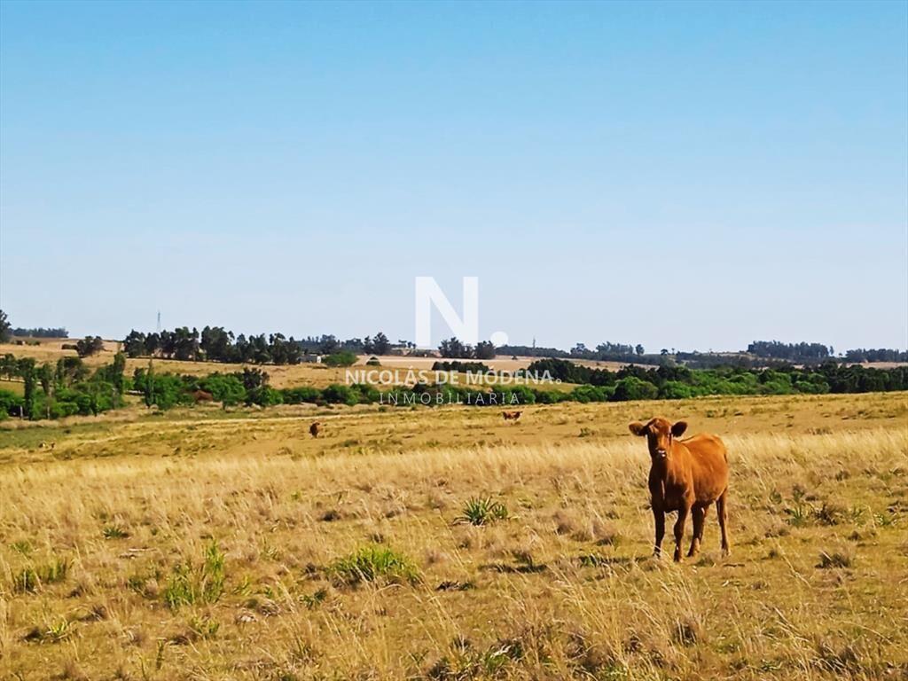 Campo en Jose Ignacio,
