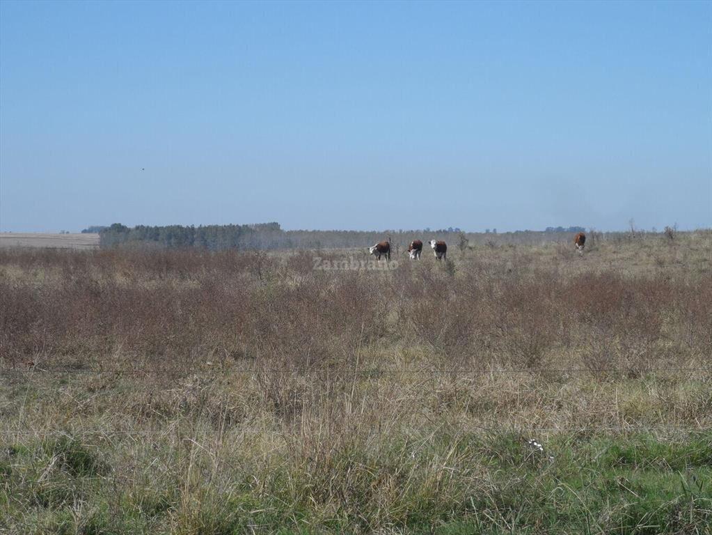 Estancia Agricola Ganadera 1600 ha en Paysandú
