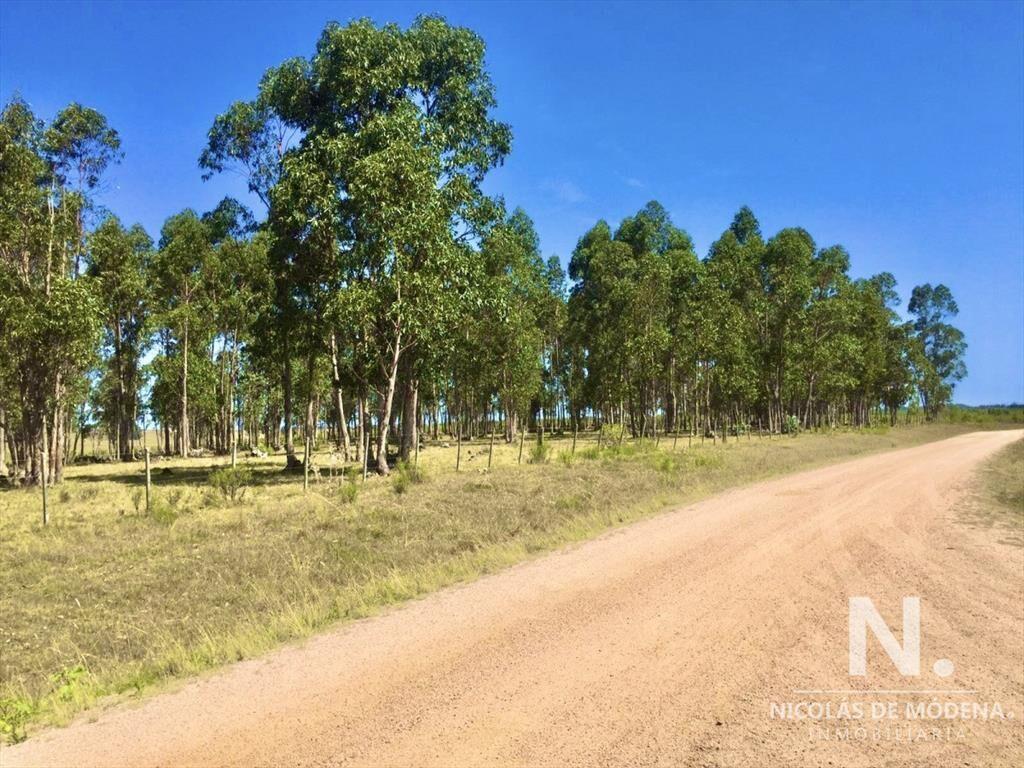 Campo productivo en zona José Ignacio