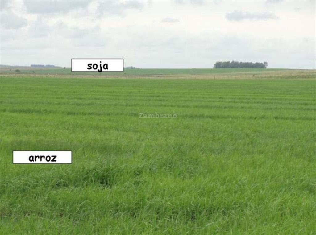 Estancia Agrícola Ganadera I Cerro Largo I Ha: 525. IC: 113