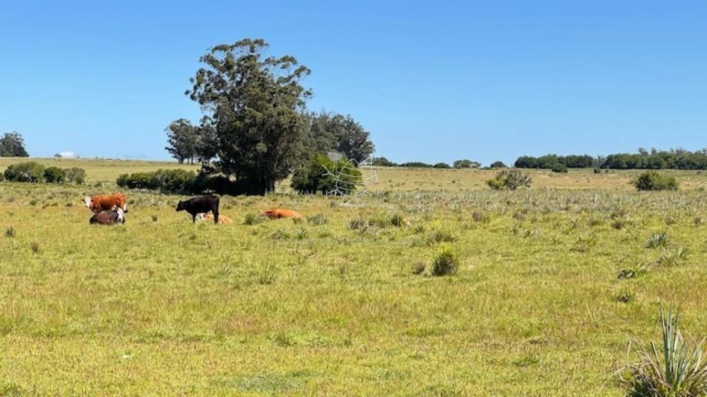 Se venden 2 chacras a 15 km de San Carlos