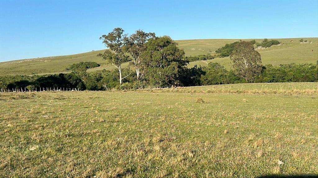 Campo Forestal Ganadero en Cerro Largo