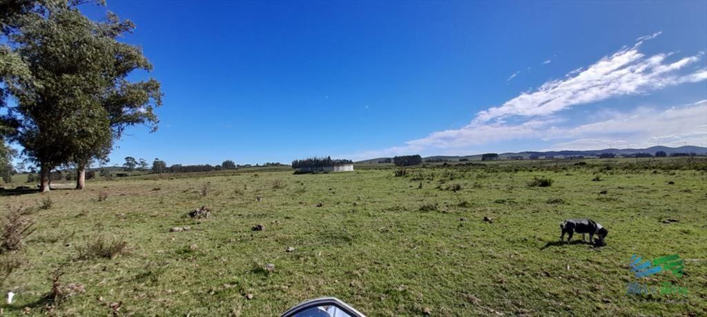 Buen campo agrícola, muy bien ubicado. 83 Has