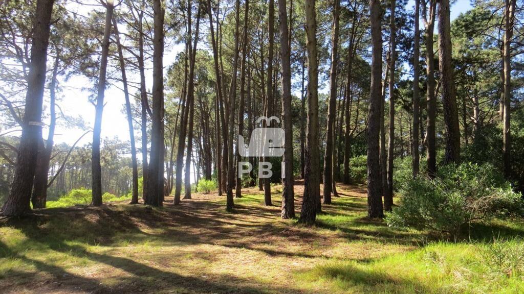 Terreno en Chihuahua, Punta Ballena - Ref : PBI3045