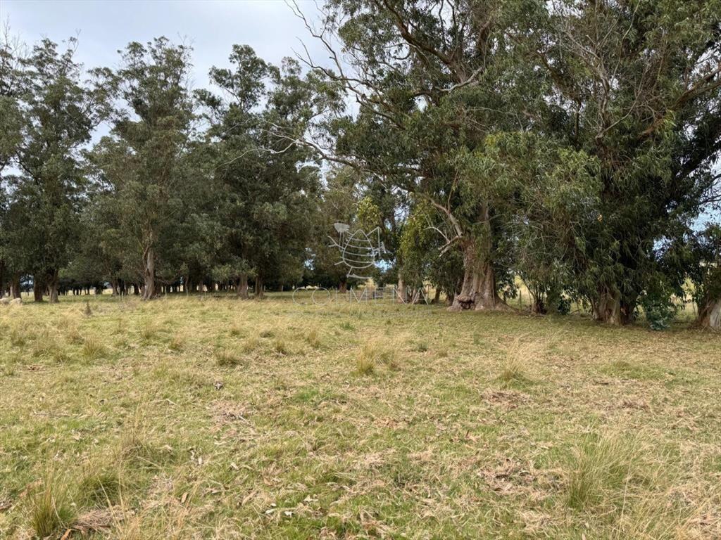 Campo 230 has - Ganadero y Turístico en Rocha
