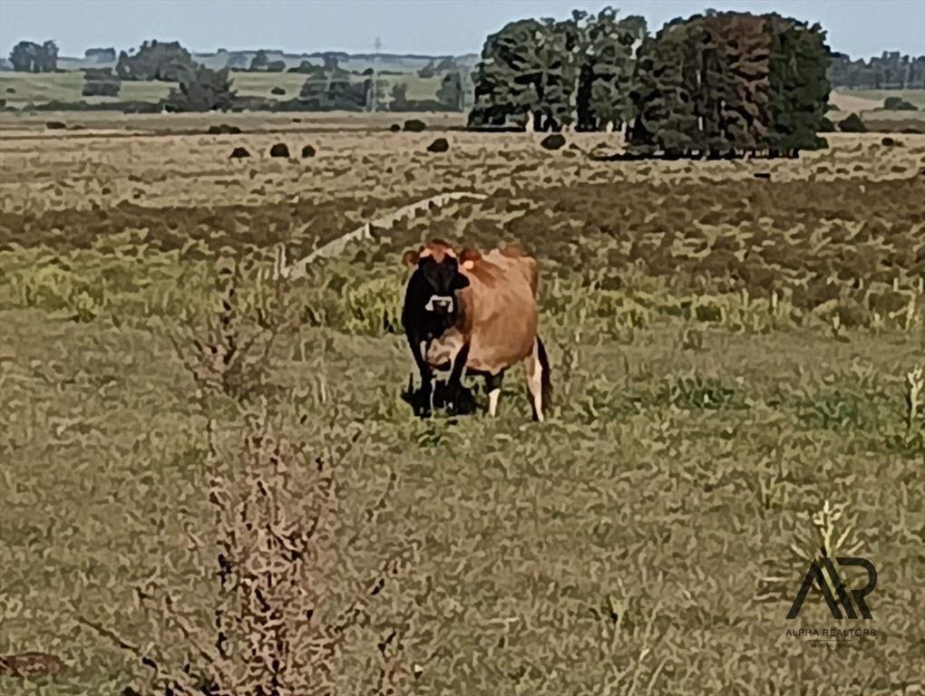 Venta Muy Buen Campo De 78 Hectáreas, Zona Muy Accesible...