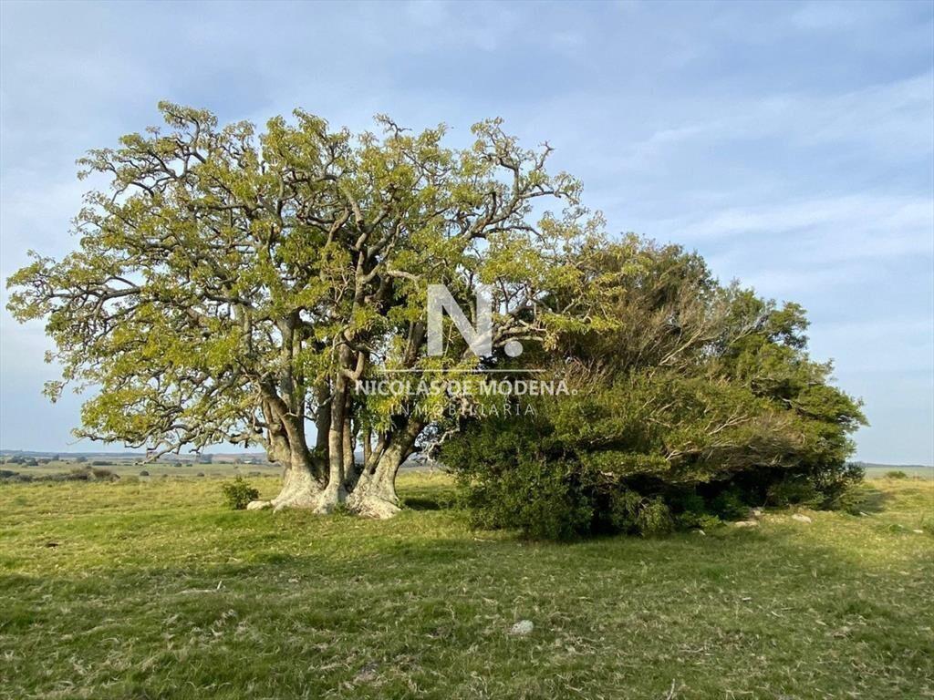 Campo en José Ignacio